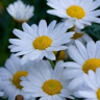 heathercolli274